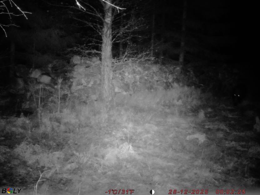 Bild från STORATRÄA