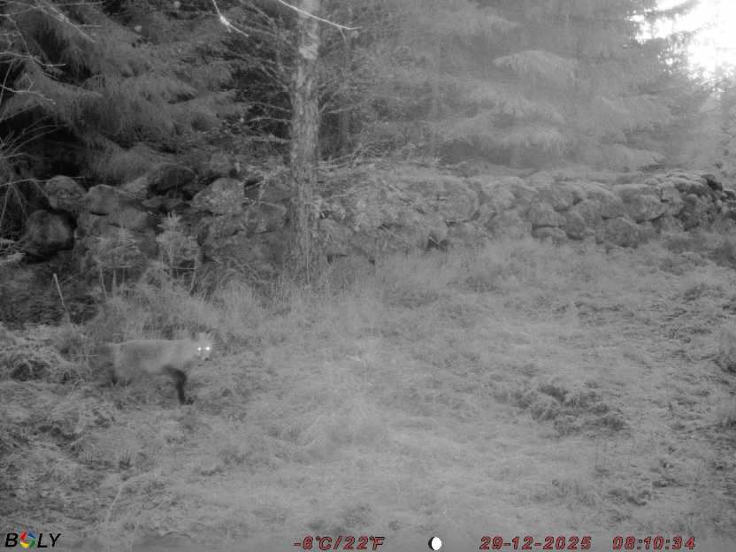 Bild från STORATRÄA