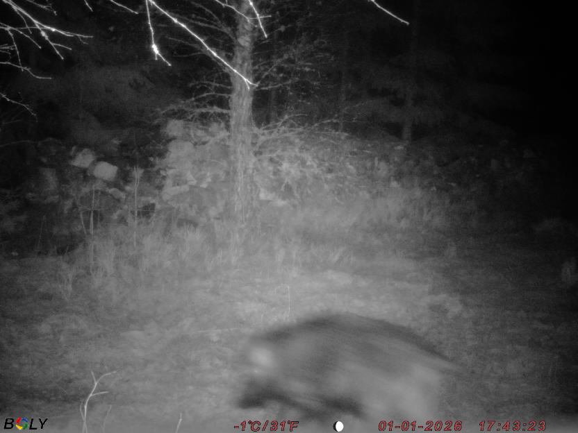 Bild från STORATRÄA