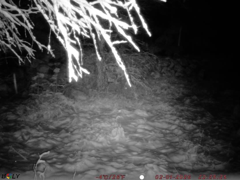 Bild från STORATRÄA