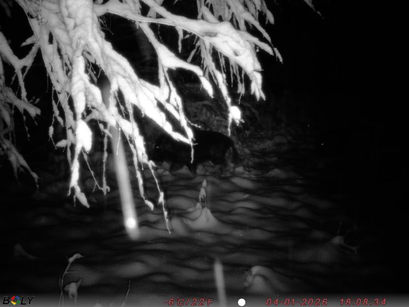 Bild från STORATRÄA