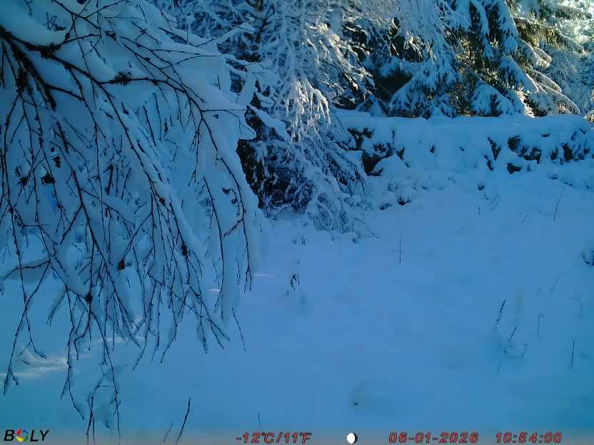 Bild från STORATRÄA