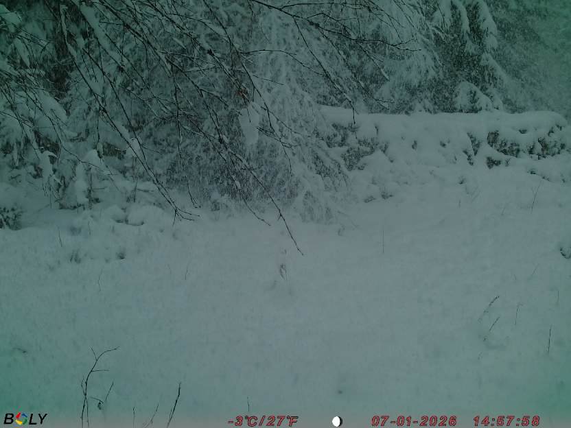 Bild från STORATRÄA