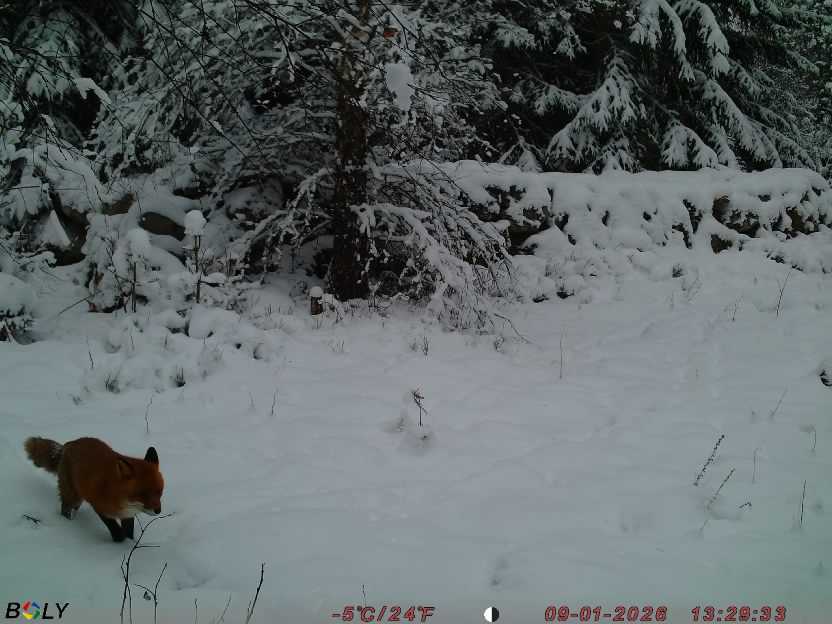 Bild från STORATRÄA