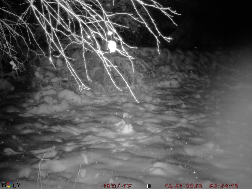 Bild från STORATRÄA