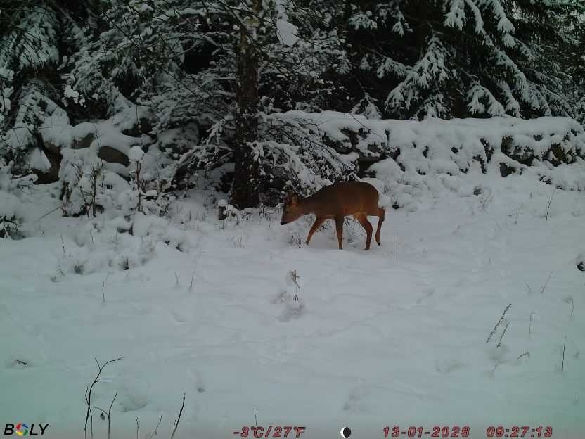 Bild från STORATRÄA