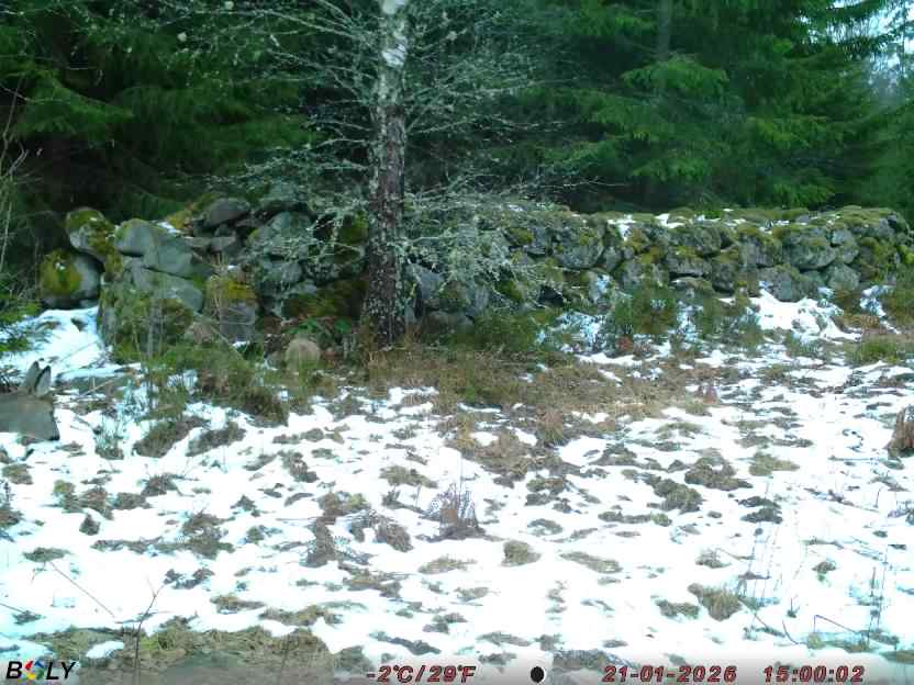 Bild från STORATRÄA