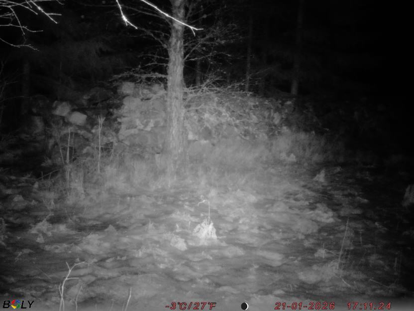 Bild från STORATRÄA