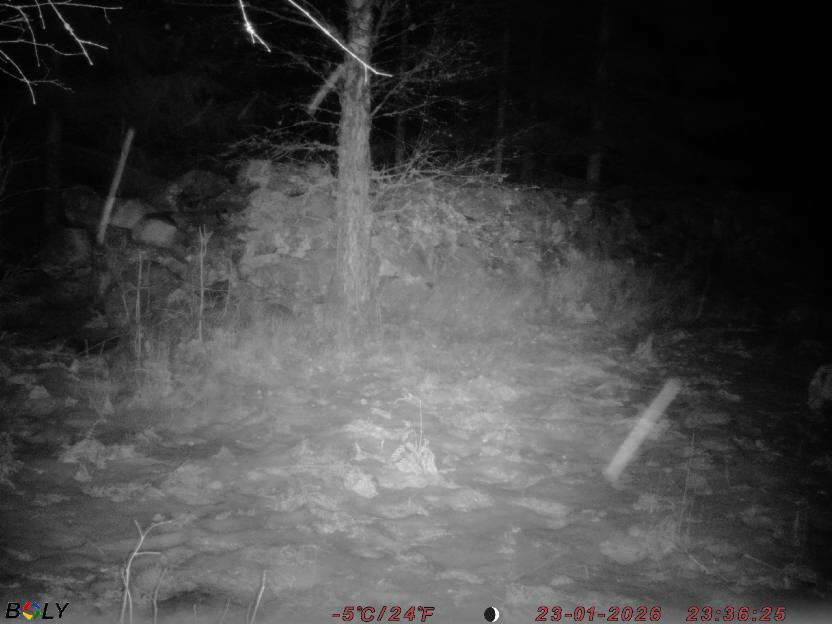 Bild från STORATRÄA