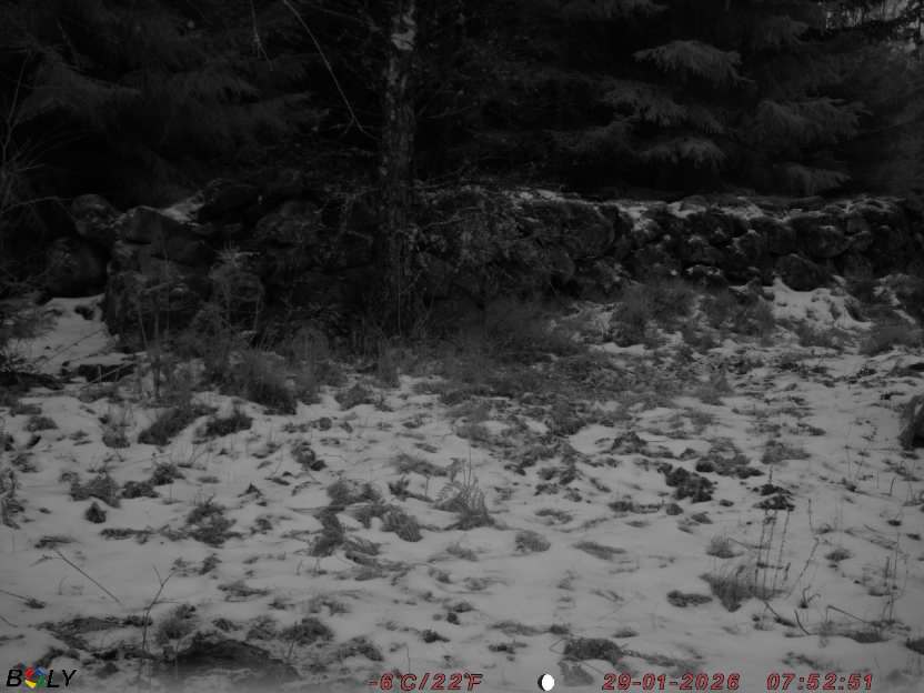 Bild från STORATRÄA