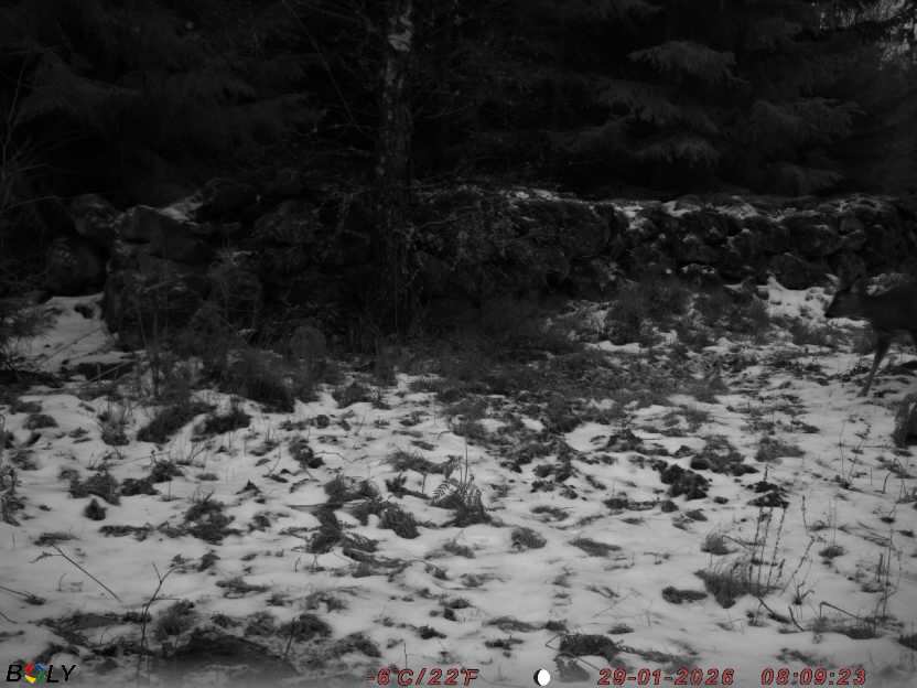 Bild från STORATRÄA