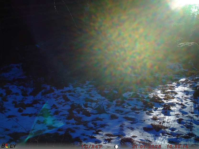 Bild från STORATRÄA