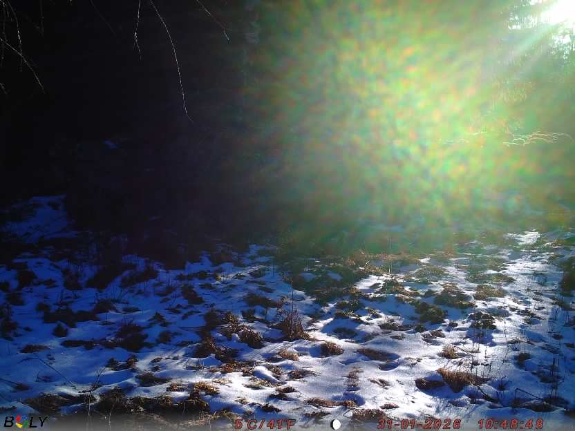 Bild från STORATRÄA