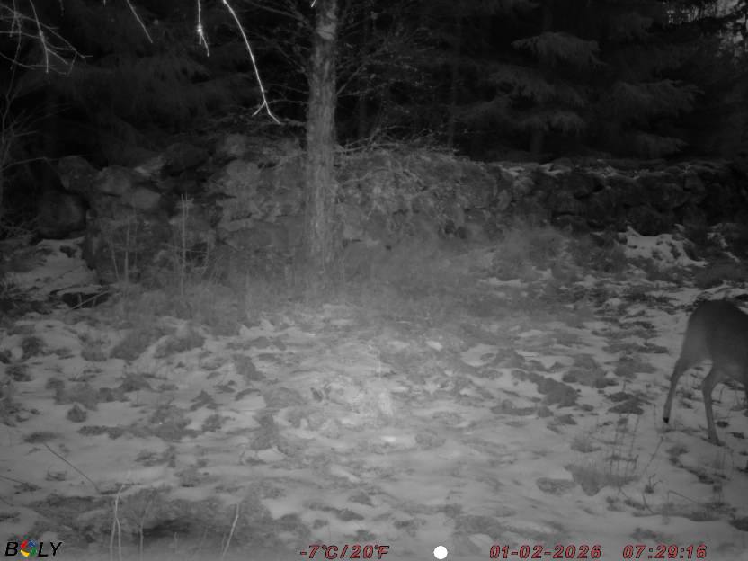 Bild från STORATRÄA