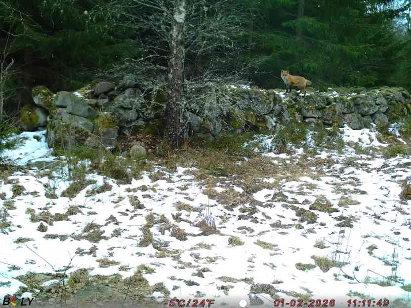 Bild från STORATRÄA