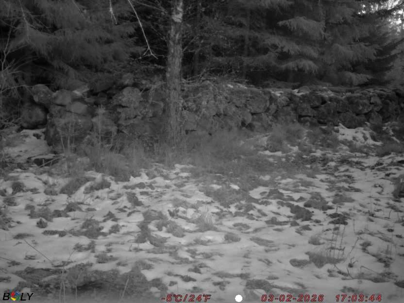 Bild från STORATRÄA