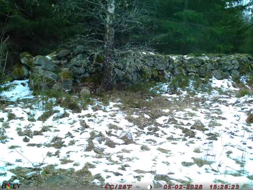 Bild från STORATRÄA