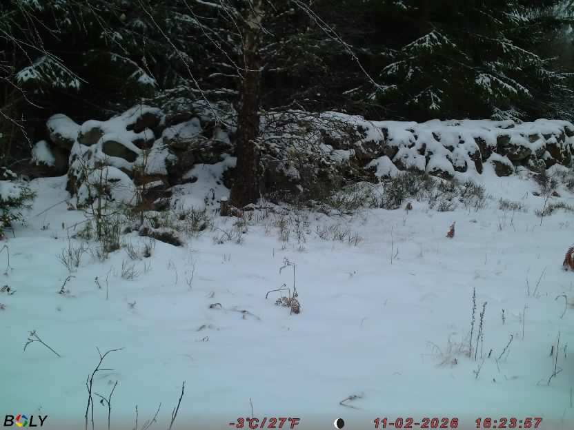 Bild från STORATRÄA