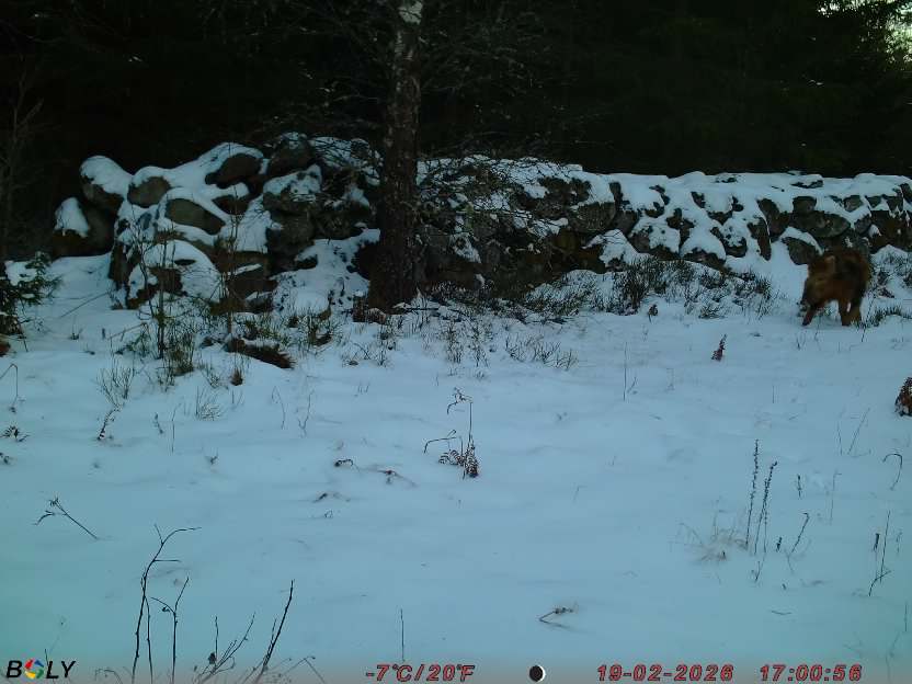 Bild från STORATRÄA