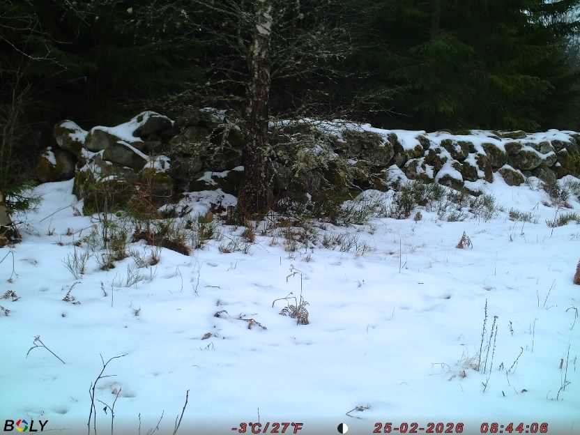 Bild från STORATRÄA