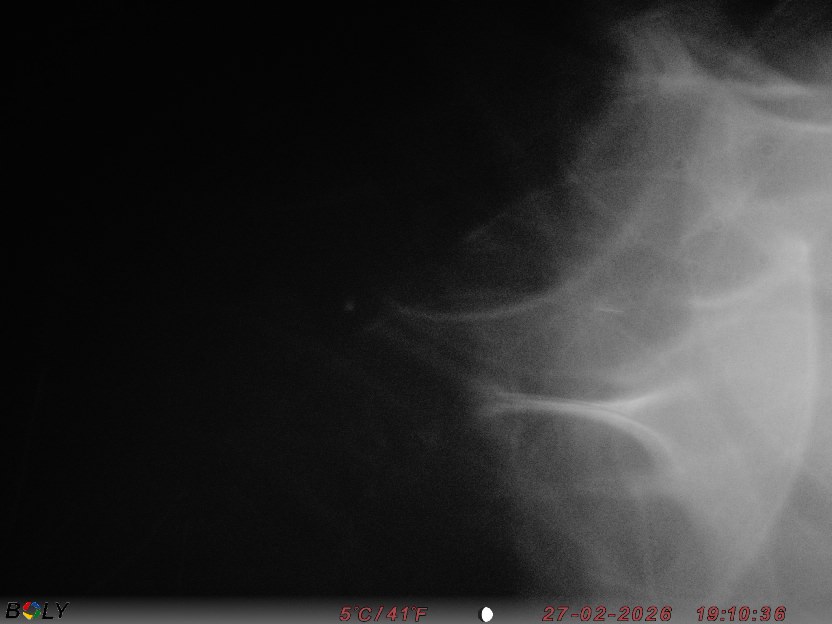 Bild från STORATRÄA