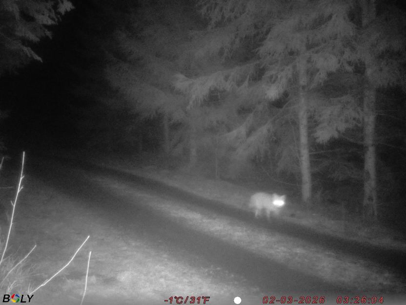 Bild från STORATRÄA