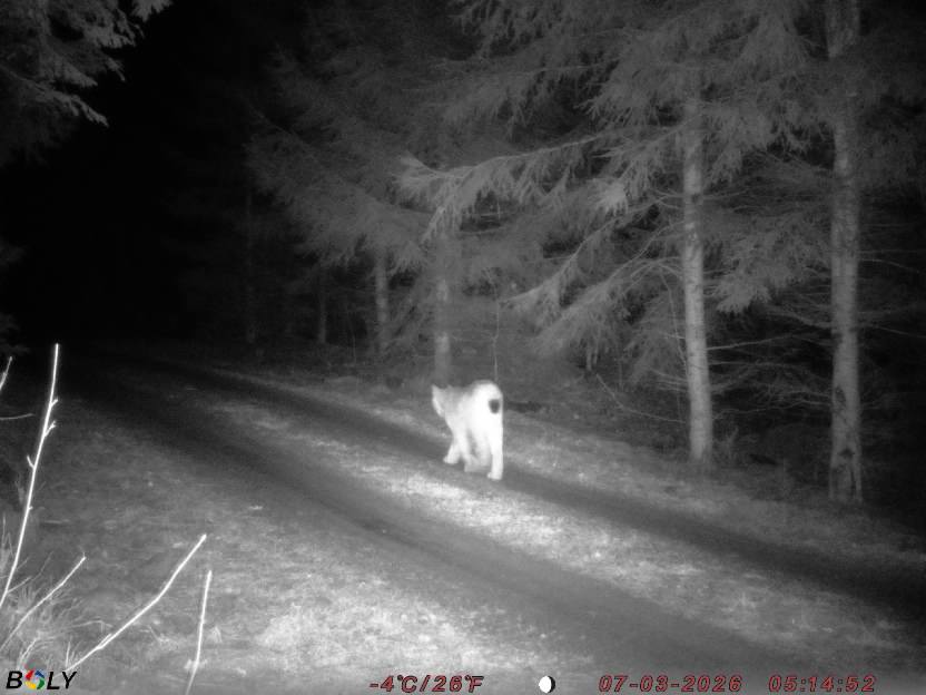 Bild från STORATRÄA