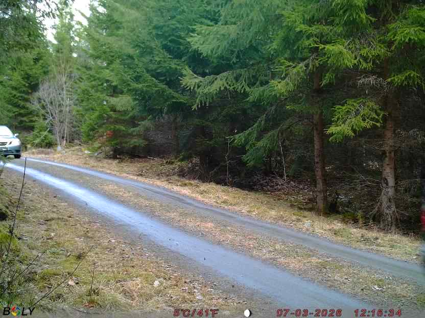 Bild från STORATRÄA