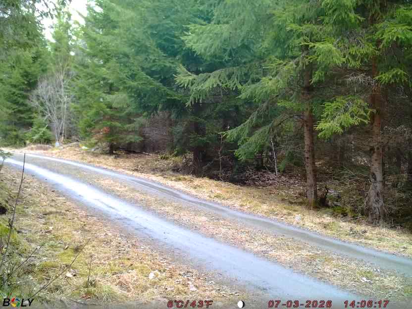 Bild från STORATRÄA