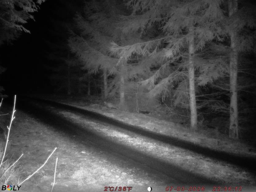 Bild från STORATRÄA