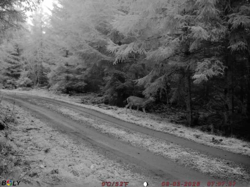 Bild från STORATRÄA