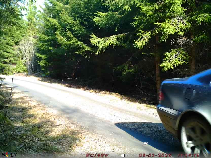 Bild från STORATRÄA