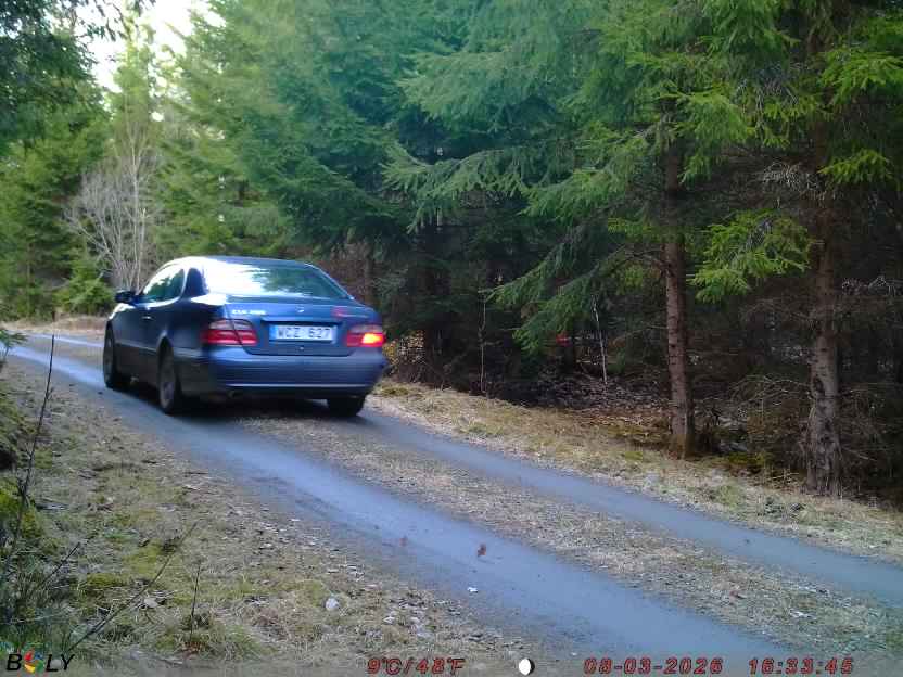 Bild från STORATRÄA