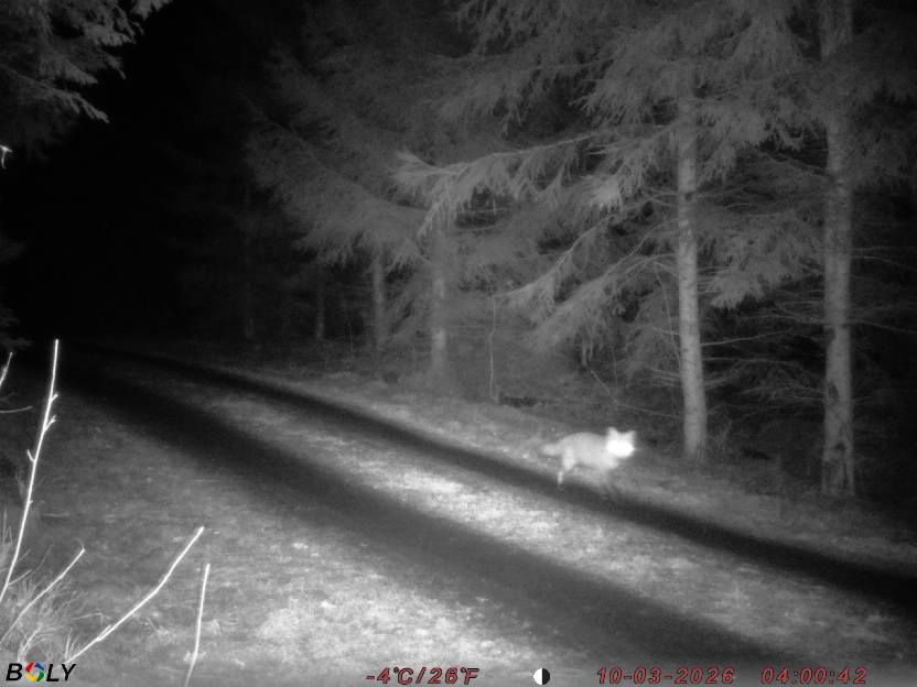 Bild från STORATRÄA