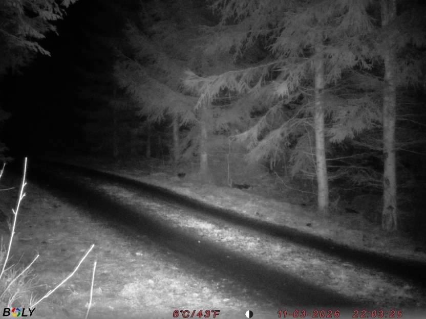 Bild från STORATRÄA