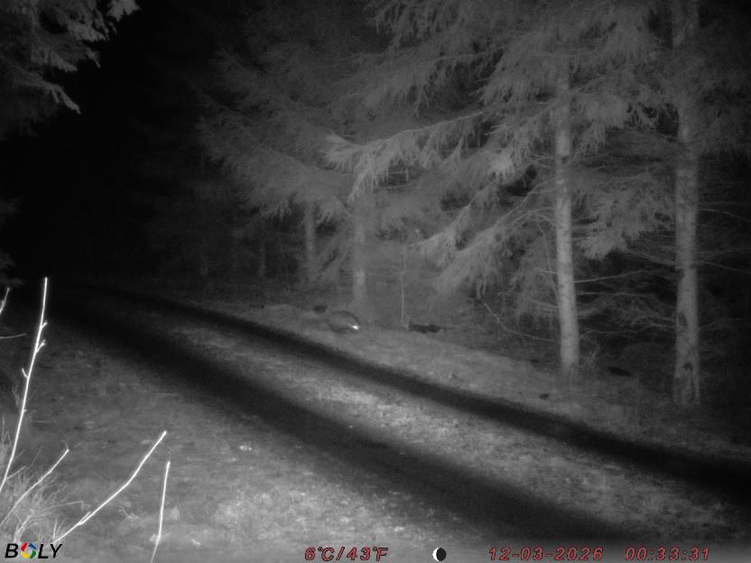 Bild från STORATRÄA