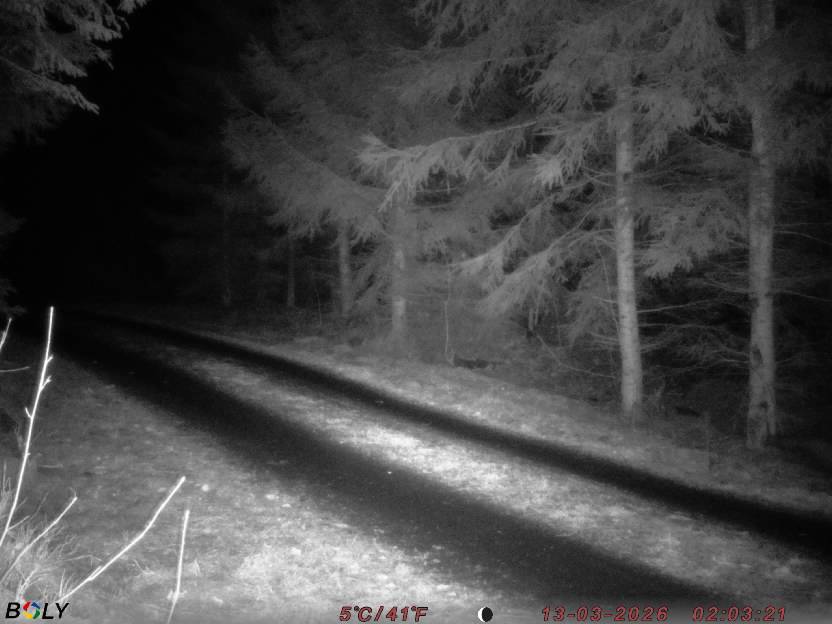 Bild från STORATRÄA