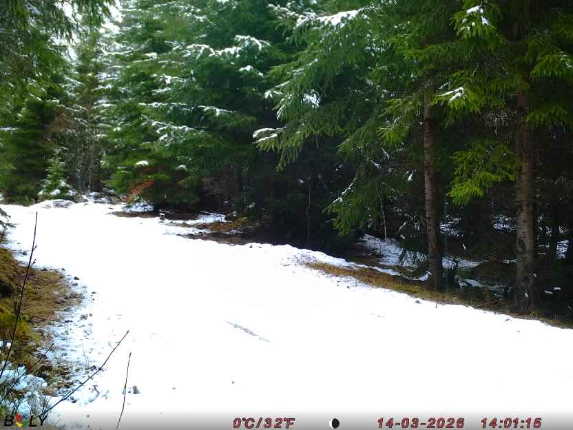 Bild från STORATRÄA