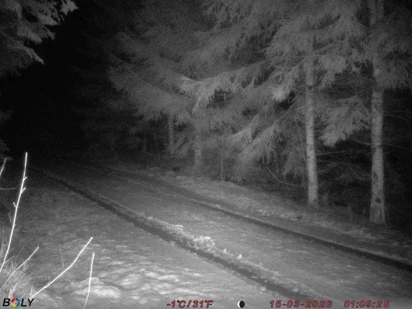 Bild från STORATRÄA