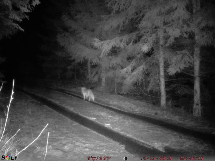 Bild från STORATRÄA