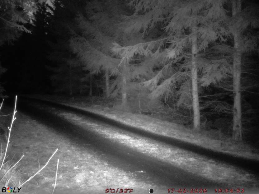 Bild från STORATRÄA