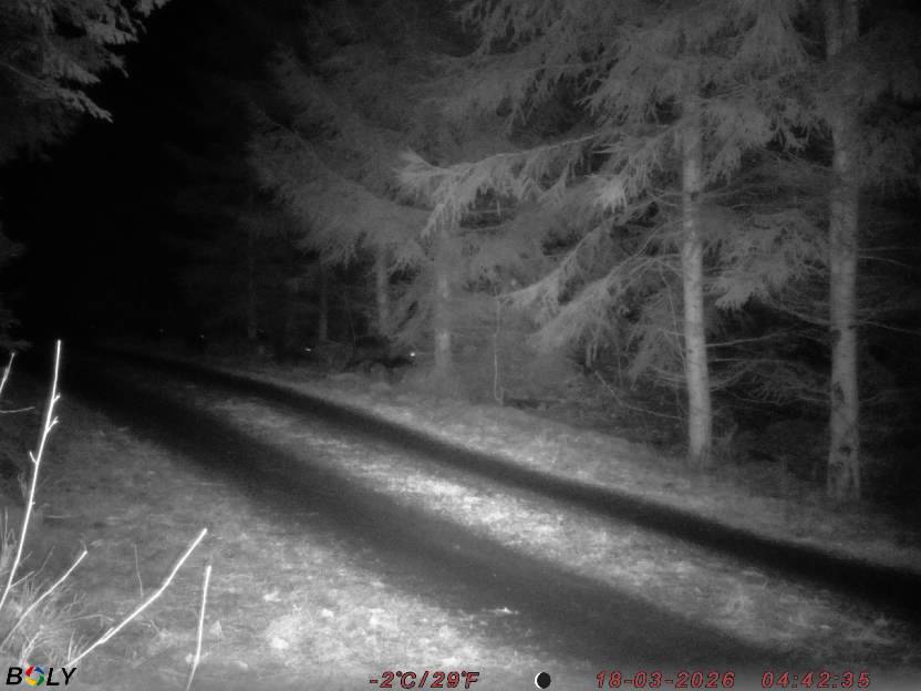 Bild från STORATRÄA