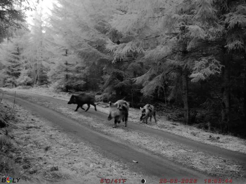 Bild från STORATRÄA