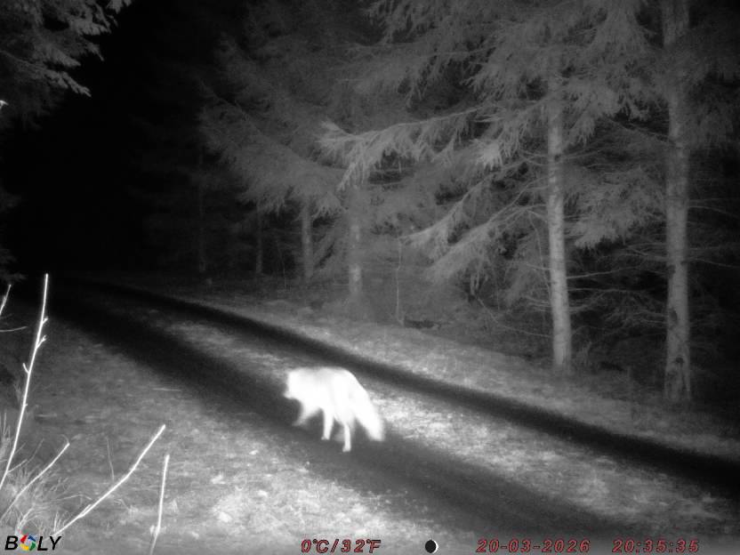 Bild från STORATRÄA