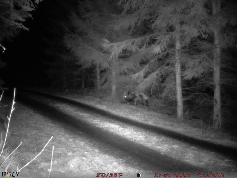 Bild från STORATRÄA