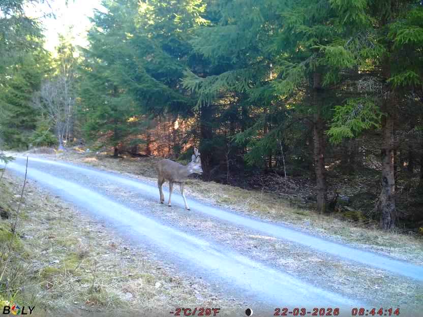 Bild från STORATRÄA