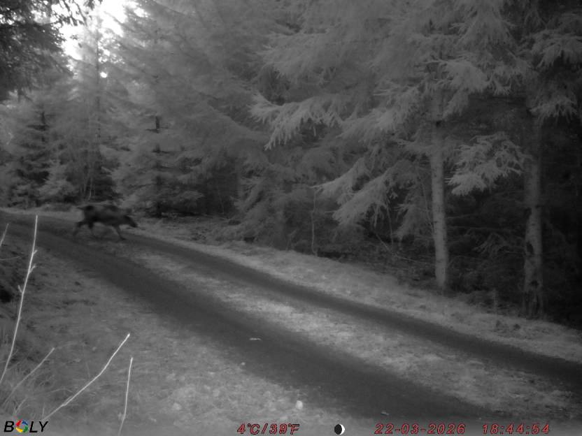 Bild från STORATRÄA