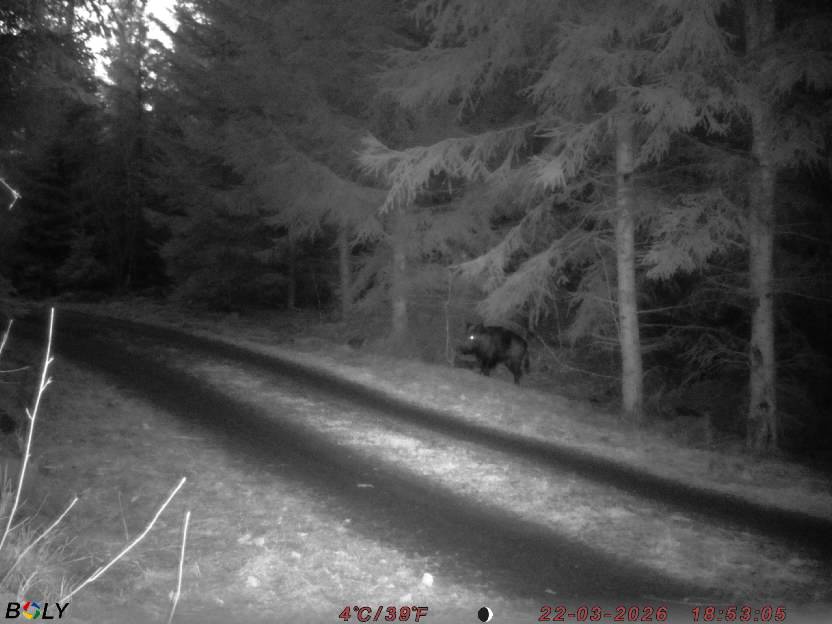 Bild från STORATRÄA