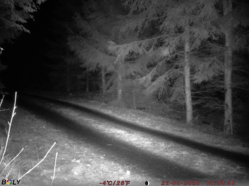 Bild från STORATRÄA