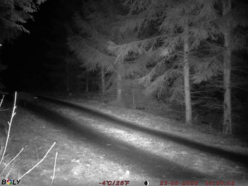 Bild från STORATRÄA